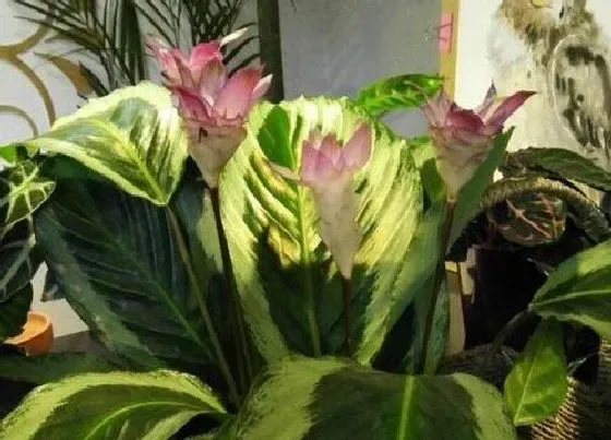 植物百科|竹芋开花吗 开花样子（图片）