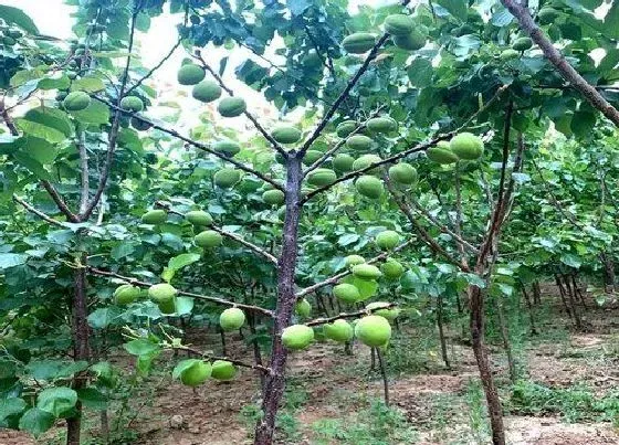 种植管理|杏树耐旱吗