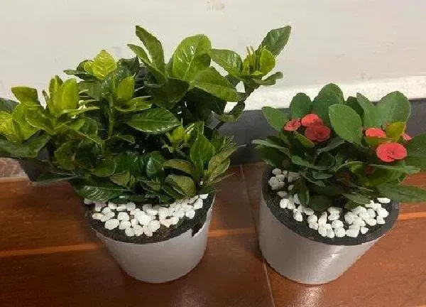 植物移栽|盆栽什么时候换盆合适