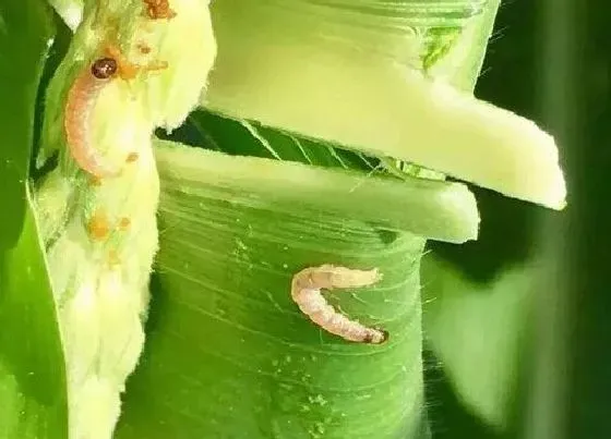 喷药|甲维虱螨脲主要杀什么虫（甲维虱螨脲复配对什么虫效果好）