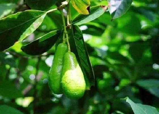 生长环境|牛油果生长在哪里 一般生长在什么地方