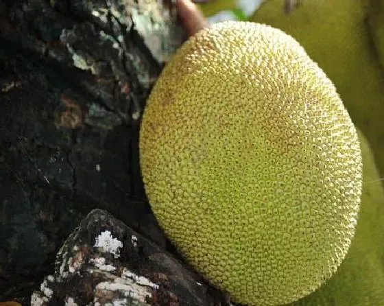 果实科普|菠萝蜜几月开花结果 什么时候开花结果