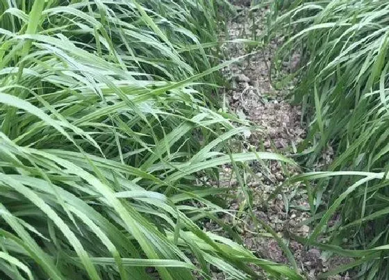 种植管理|黑麦草什么时候种最好，黑麦草种植季节时间和方法）