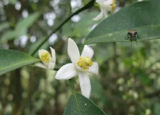 植物百科|橘子开花吗 开花什么样子