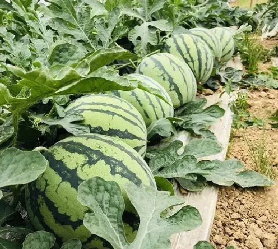 植物虫害|西瓜病虫害防治技术 常见防治方法与措施