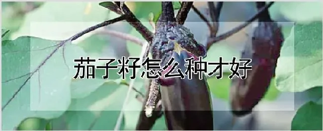 茄子籽怎么种才好 | 自然知识