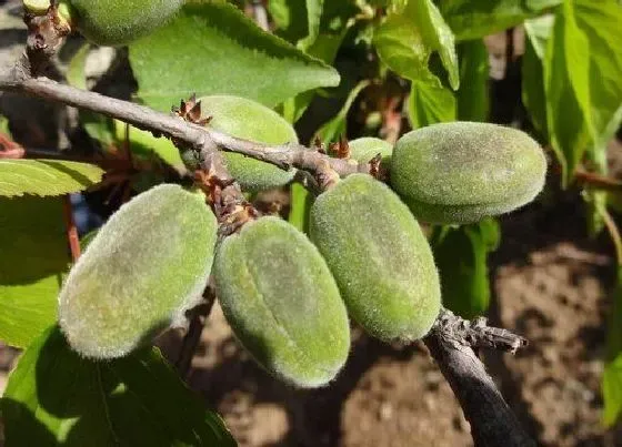 植物病害|杏树炭疽病发病原因及治疗方法