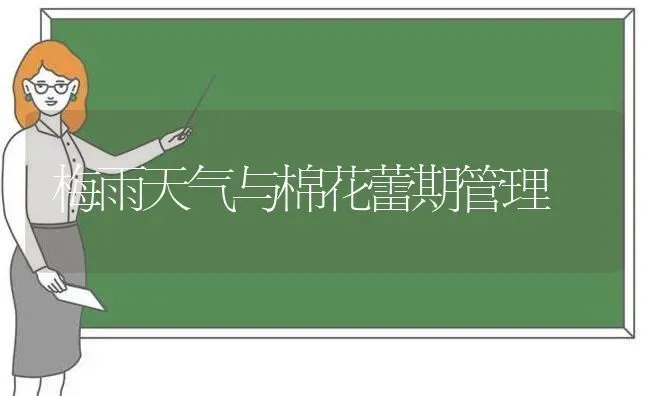 梅雨天气与棉花蕾期管理 | 粮油作物种植