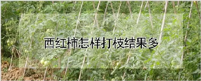 西红柿怎样打枝结果多 | 养殖技术