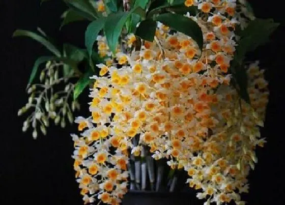 开花时间|球花石斛什么时候开花 花期多长时间