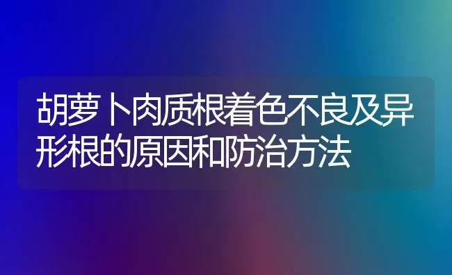 胡萝卜肉质根着色不良及异形根的原因和防治方法 | 蔬菜种植