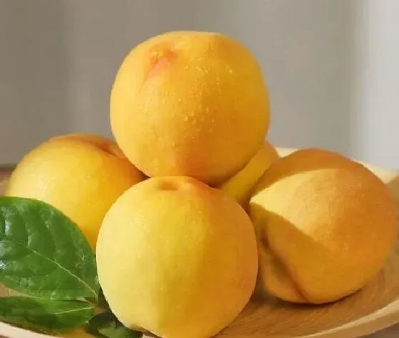 果实科普|黄桃几月开花结果 什么时候开花结果