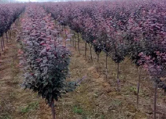 植物种类|红叶李是草本植物吗