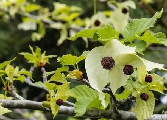 植物百科|鸽子树是什么植物