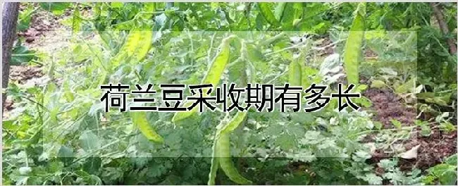 荷兰豆采收期有多长 | 种植技术