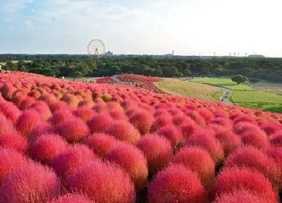 冬天植物|红叶地肤冬天会冻死吗