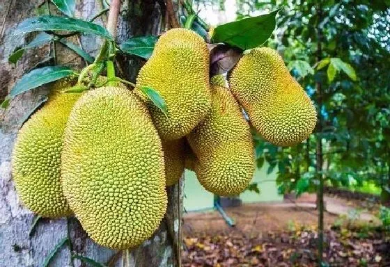 果实科普|菠萝蜜几月开花结果 什么时候开花结果