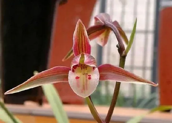 植物排行|兰花什么品种最好