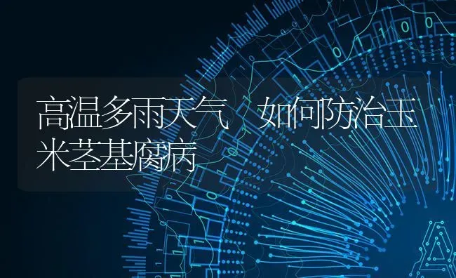 高温多雨天气 如何防治玉米茎基腐病 | 粮油作物种植