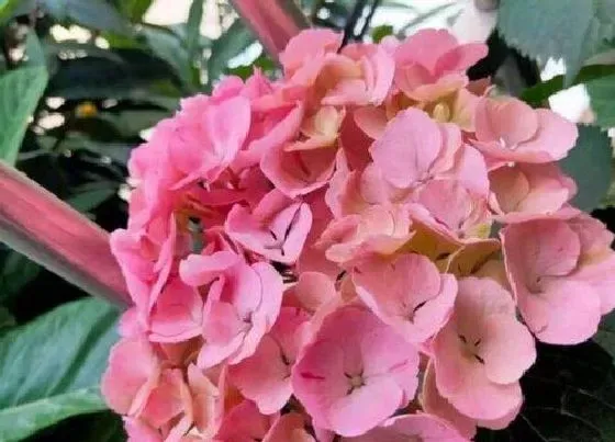 开花时间|绣球什么时候开花 花期多长时间