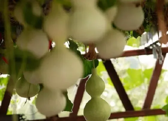 种植管理|观赏葫芦几月份种植合适