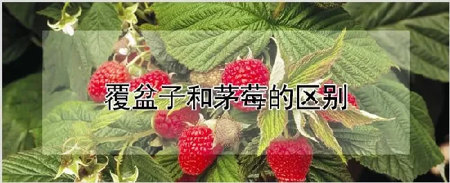 覆盆子和茅莓的区别 | 种植技术