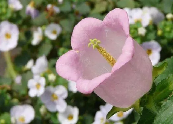 花朵|风铃花的特点