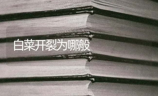 白菜开裂为哪般 | 蔬菜种植