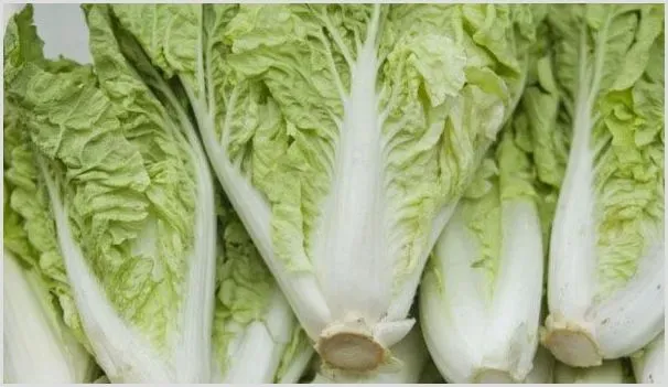 白菜病毒病特征及防治技巧 | 种植技术