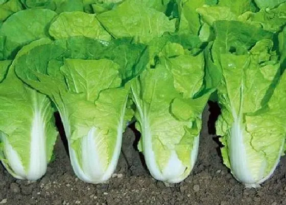 植物百科|快菜是小白菜吗