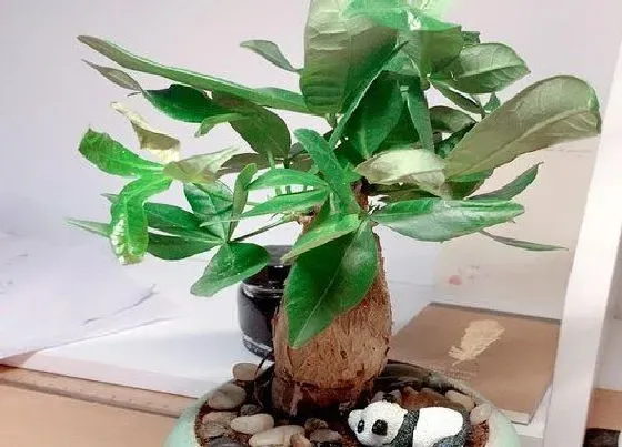 摆放常识|卧室养什么花最好旺财风水（家里房间养什么花能净化空气）