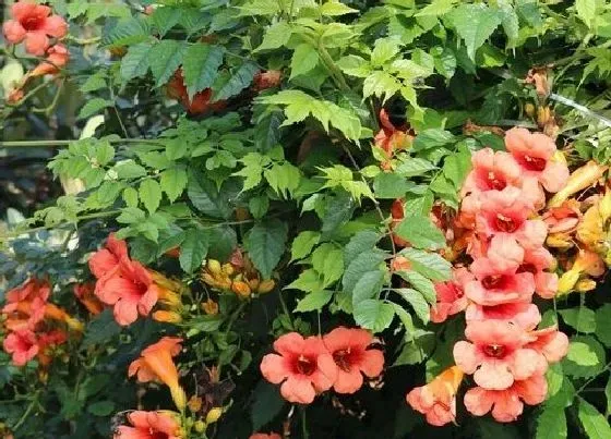 植物繁殖|凌霄花怎么繁殖方法和注意事项