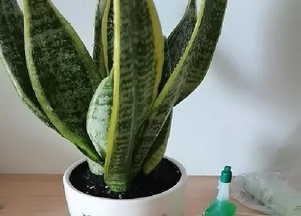 植物浇水|虎皮兰可以浇啤酒水吗