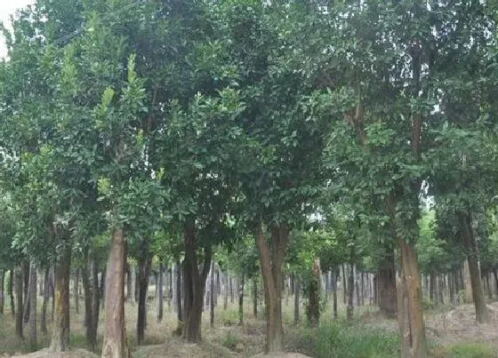 植物文学|大树的生长过程