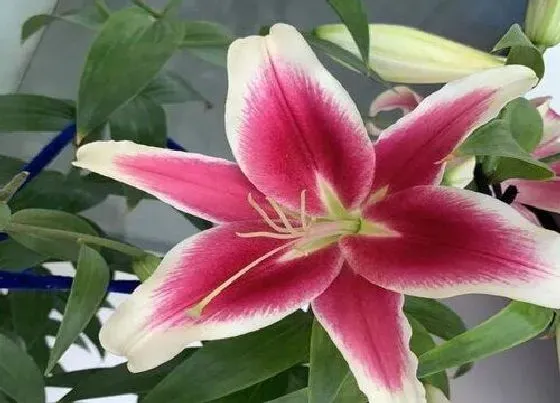花语|什么花的花语是永恒的友谊