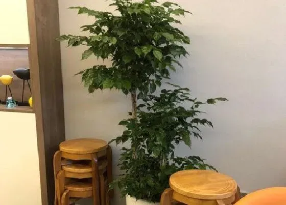 植物排行|旺家的植物有哪些