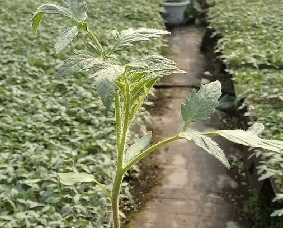 植物虫害|西瓜病虫害防治技术 常见防治方法与措施