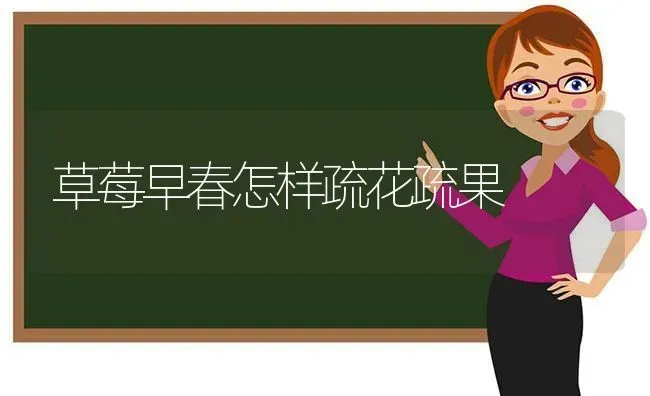 草莓早春怎样疏花疏果 | 瓜果种植
