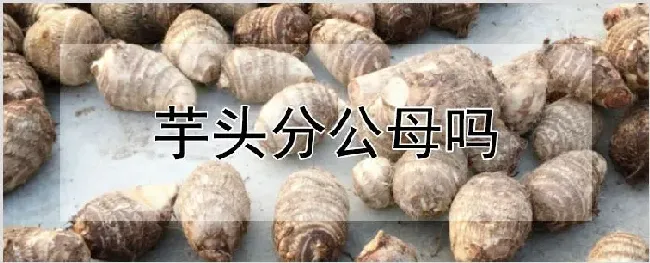 芋头分公母吗 | 农业科普