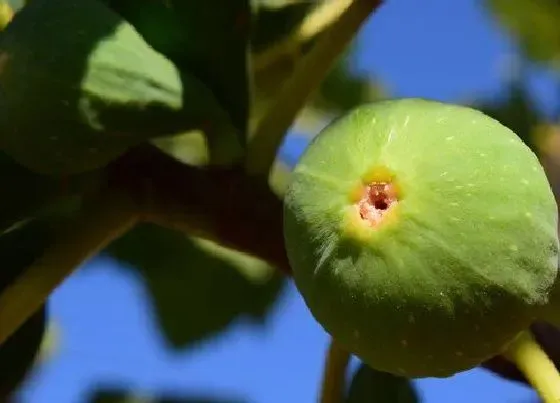 掉叶子|无花果树冬天落叶吗