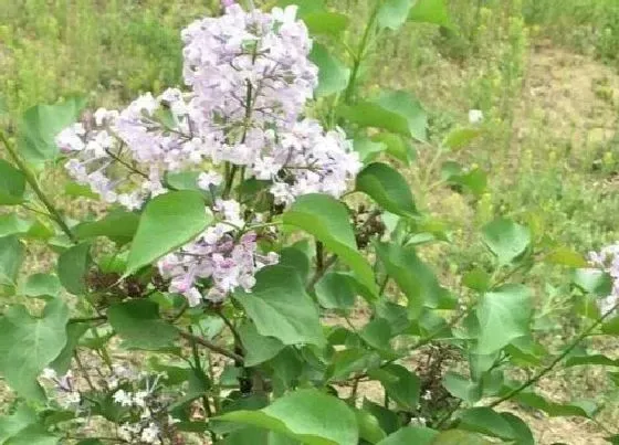 叶子发黄|丁香花叶子发黄怎么办