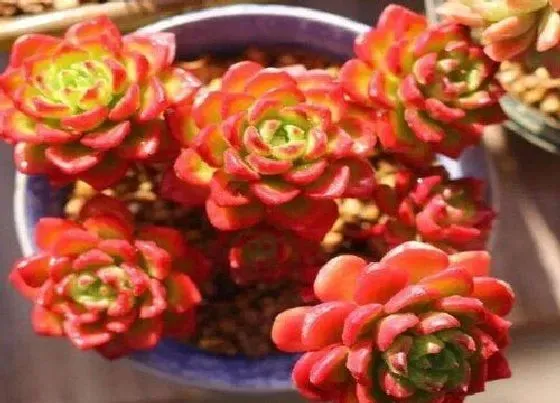 植物修剪|多肉蒂亚徒长了怎么办