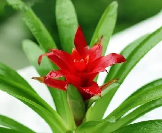 开花时间|丽穗凤梨什么时候开花 开花月份与季节