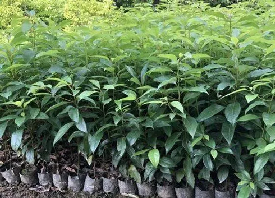 植物百科|樟树是什么植物