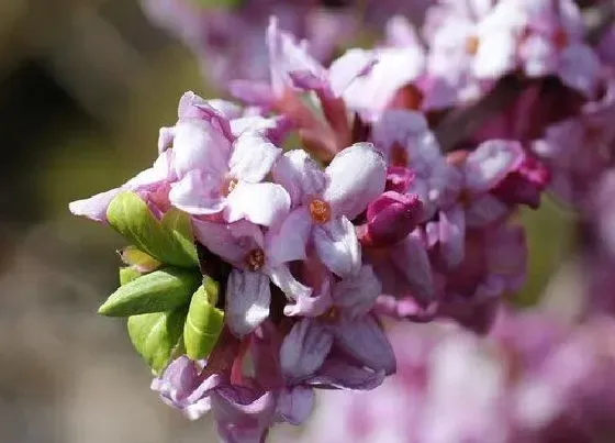 开花时间|瑞香一年开几次花