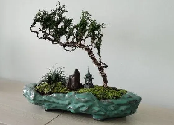 植物寓意|代表清廉的植物有哪些
