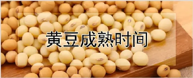 黄豆成熟时间 | 农业技术