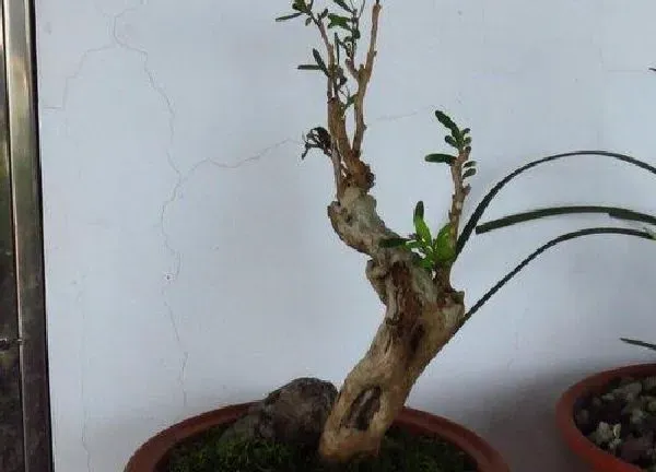 盆景|雀舌黄杨下山桩怎么养护