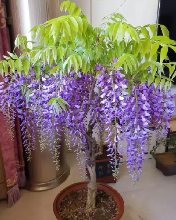 养殖方法|紫藤花养在室内怎么养殖开花多（如何养出漂亮的紫藤花）