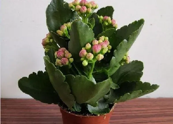养殖科普|长寿花一盆种几株好